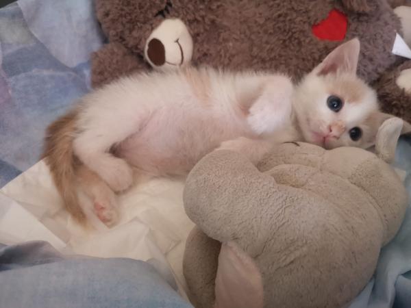 ANGY è uno splendore di micia Foto 4